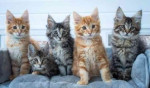 Priateľské mačiatka plemena Maine Coon na adopciu
