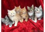 Krásne mačiatka mainskej mývaliej mačky na adopciu
