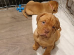 Krásne šteniatka bordeckej dogy,