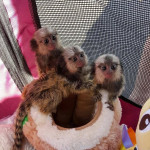 2 Marmoset opice pre nový domov