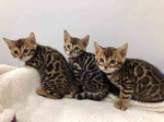 Priateľské bengálske mačiatka na adopciu