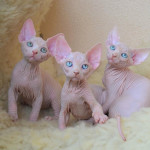 Mačiatka Sphynx