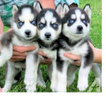 Rozkošné šteniatka sibírskeho huskyho