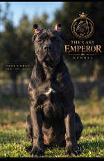 Cane Corso sučka