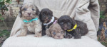 Maltipoo krásne šteniatka