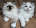 Roztomilé a očarujúce mačiatka ragdoll