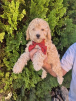 Rozkošné šteniatka Labradoodle F1b