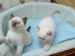 Mačiatka plemena ragdoll na adopciu