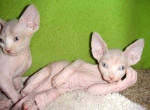 Mačiatka sphynx na adopciu.