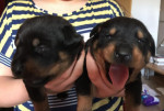 Nádherné a zdravé šteniatka rotvajlera na adopciu