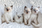 Roztomilé a očarujúce mačiatka plemena ragdoll