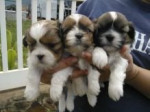 Dve šteniatka ši-cu sú k dispozícii na adopciu