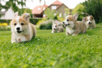 Rozkošné šteniatka welsh corgi na adopciu
