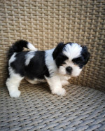 Rozkošná štěňata Shih Tzu na prodej
