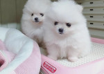 Luxusní krémový pejsek pomeranian